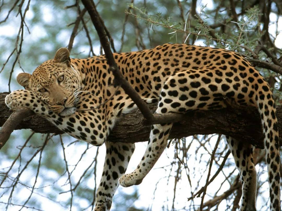 Kenya