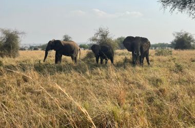 elephants