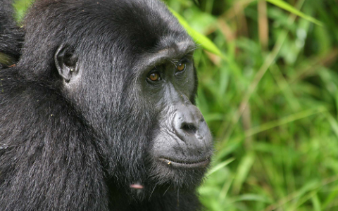 Chimpanzees