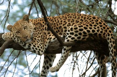 leopard