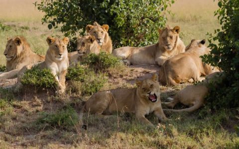 Lions