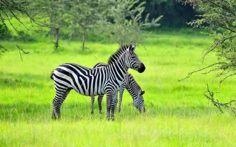Zebras